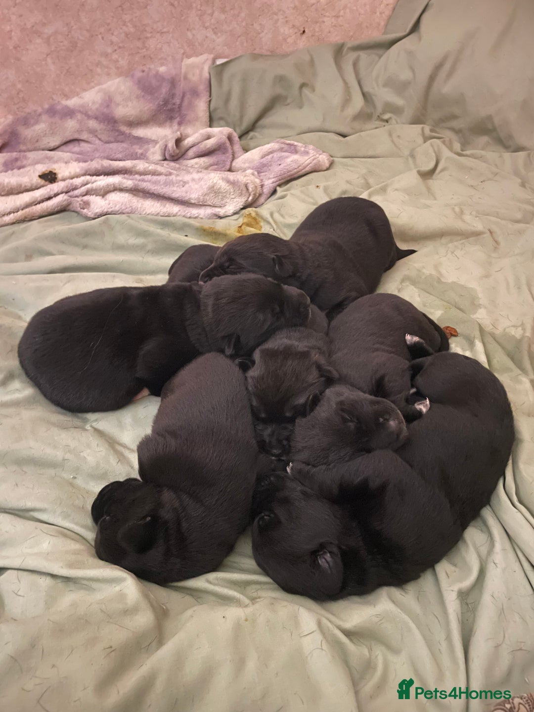 Mixed Breed dogs for sale: Labrador cross with Siberian husky  - Advert 12