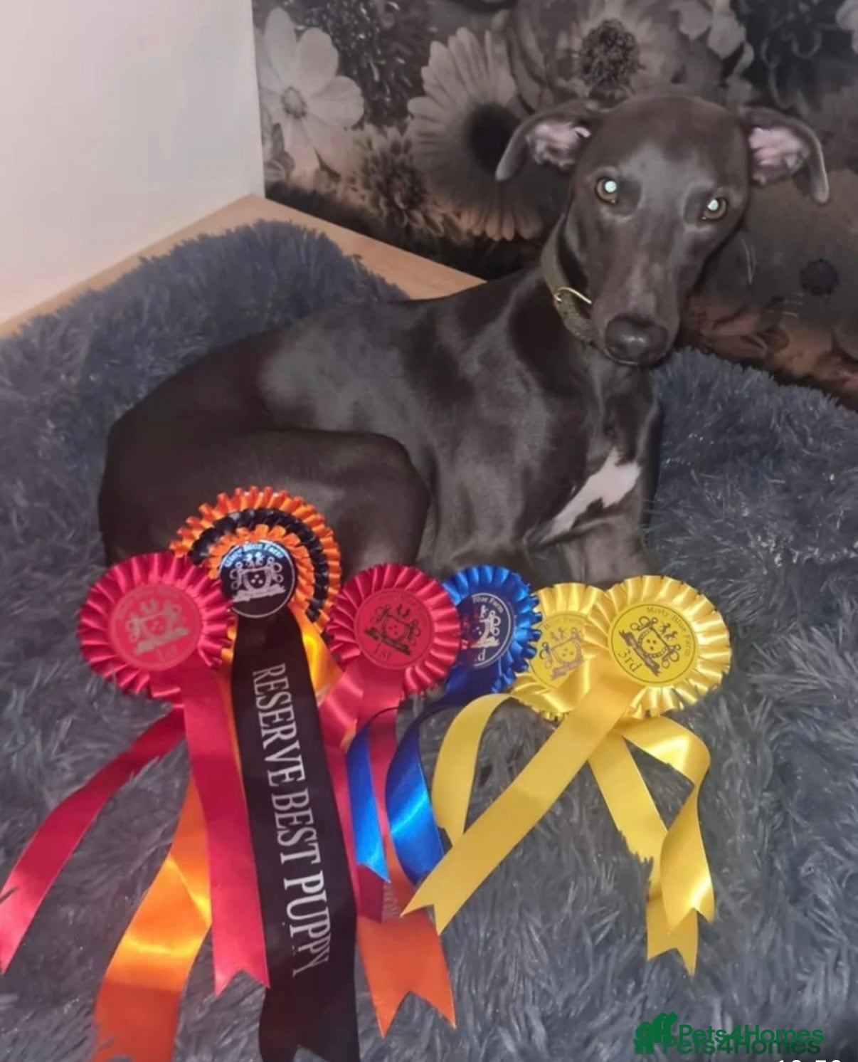 Whippet dogs for sale: KC REGISTERED BLUE WHIPPET BOY - Advert 2