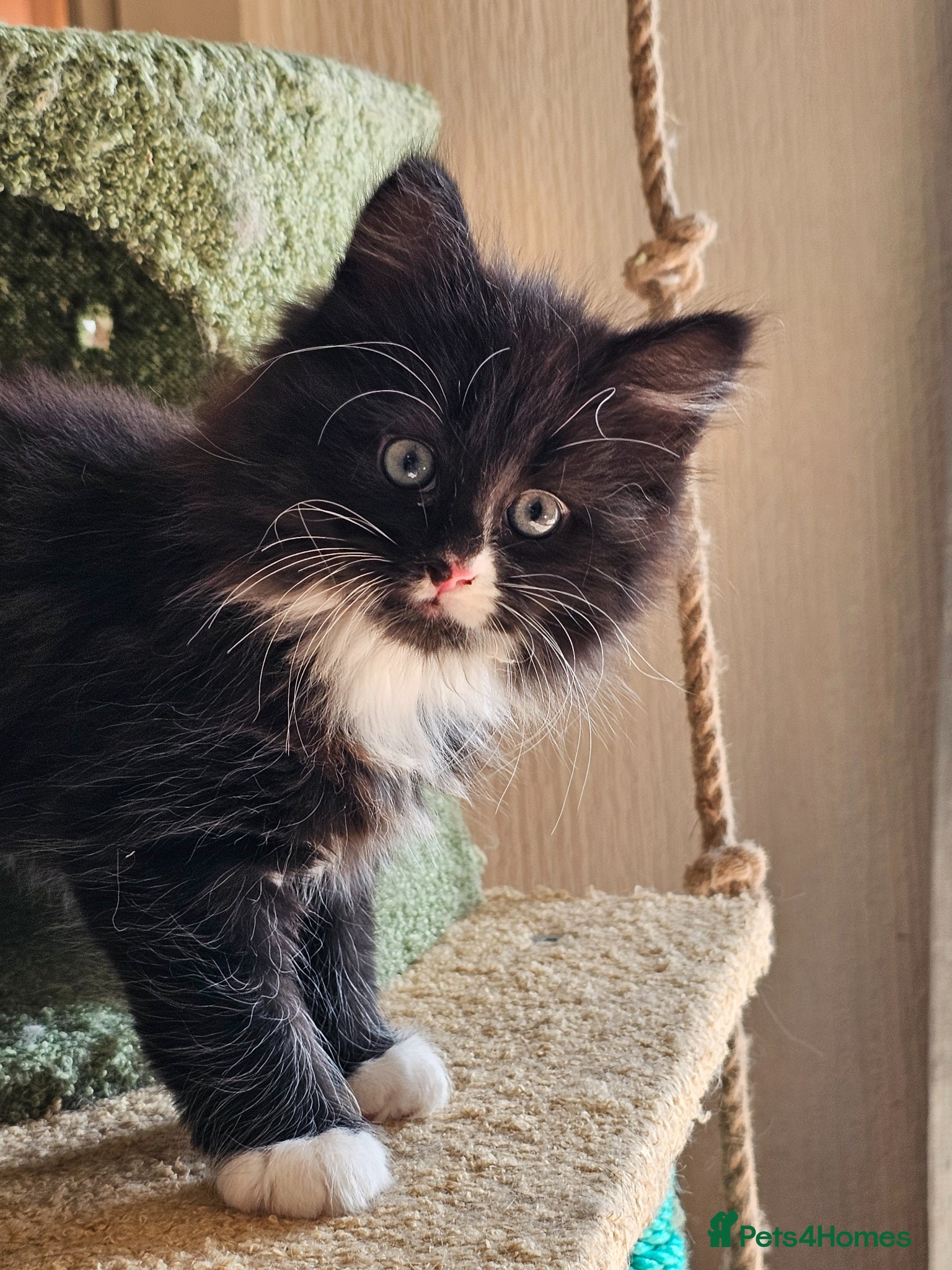Maine Coon cats Maine Coon cross kittens  - Advert 14