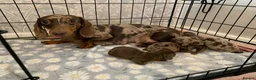 Miniature Dachshund dogs for sale: Beautiful Miniature dachshund puppies - Advert 24