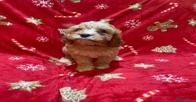 Cavapoo dogs - Advert 15