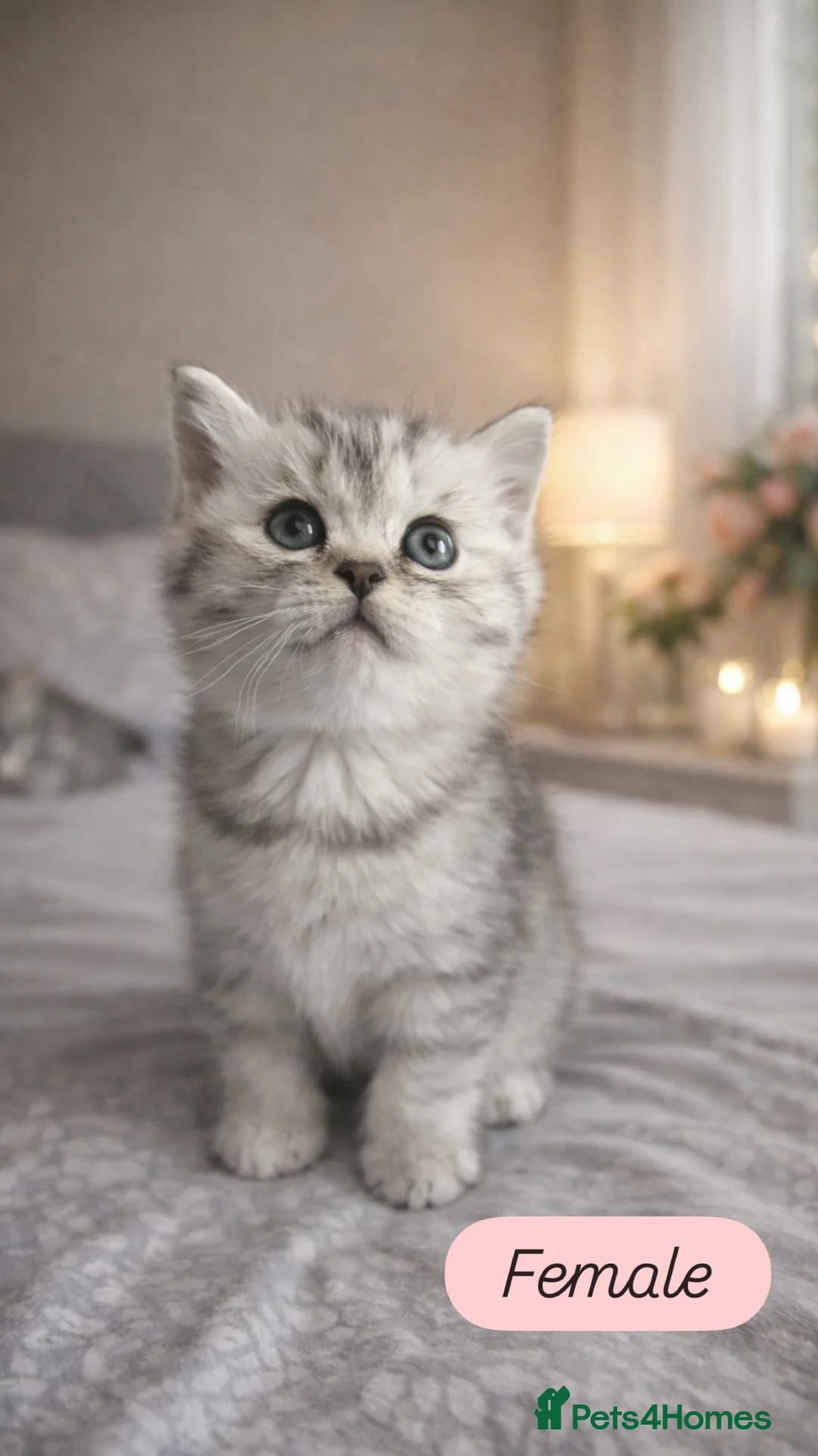 British Shorthair cats for sale: Stunning British Shorthair kittens - Advert 5