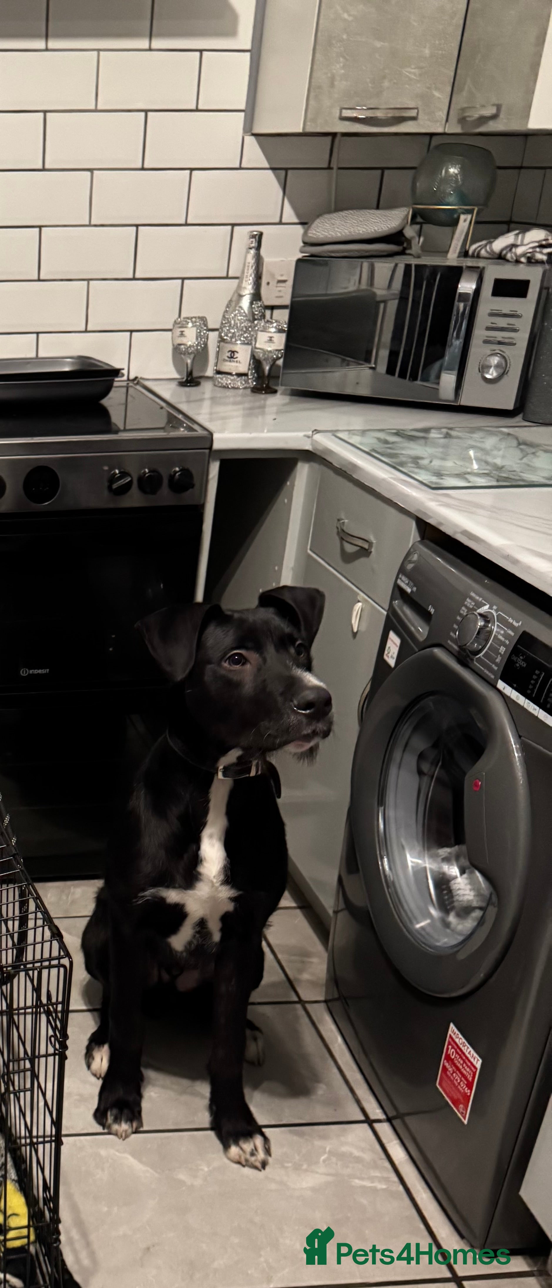 Mixed Breed dogs 8 month old deer greyhound cross bully greyhound  - Advert 5