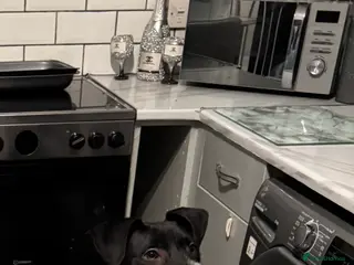 Mixed Breed dogs 8 month old deer greyhound cross bully greyhound - Advert 5