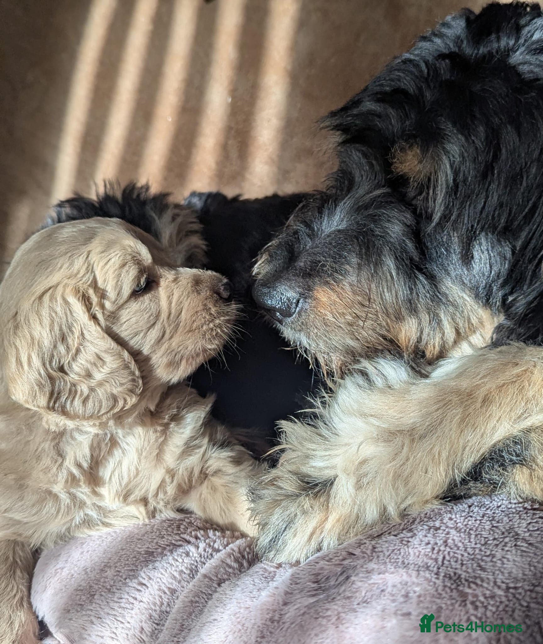 Mixed Breed dogs Bernedoodle  - Advert 10