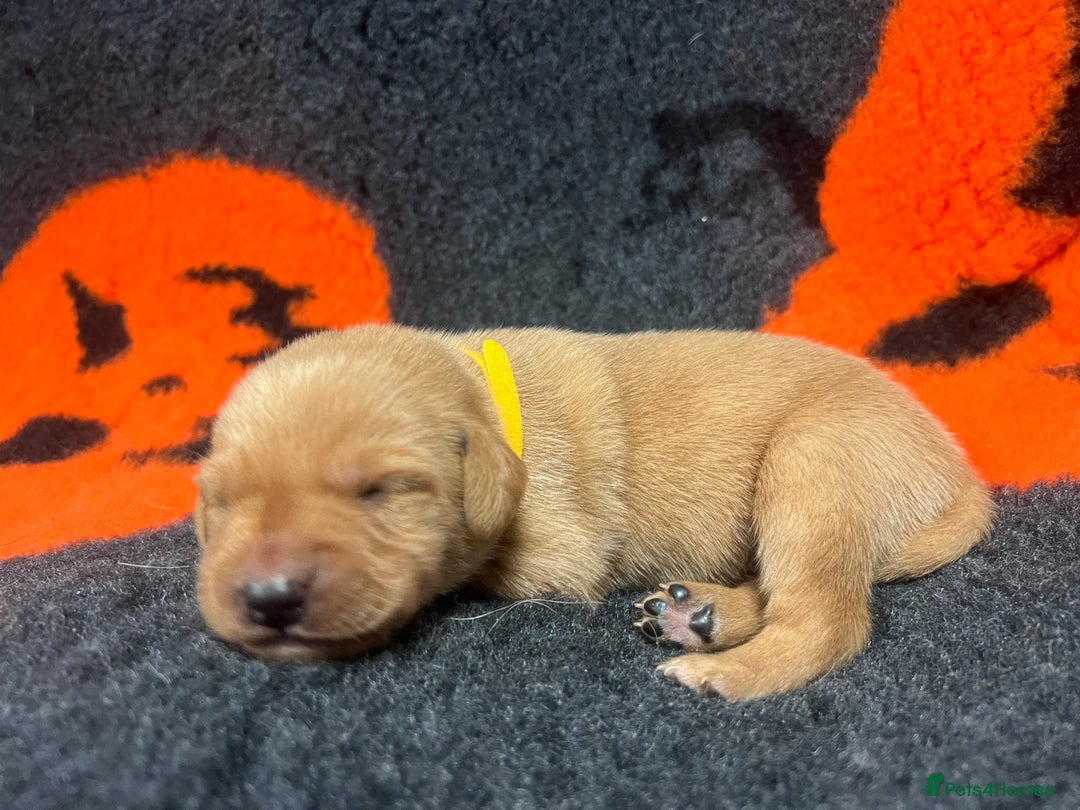 Labrador Retriever dogs for sale: 2 Labrador Retrievers girls left  - Advert 14
