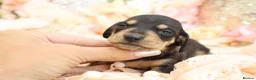 Miniature Dachshund dogs for sale: KC Miniature Dachshund Puppies - Advert 10