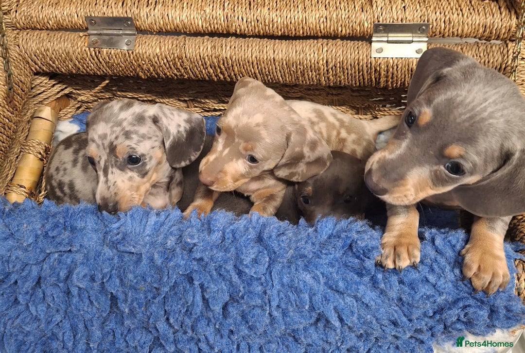 Miniature Dachshund dogs for sale: Minature Dachshund - Image 12