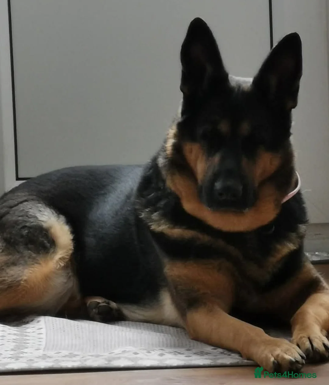 German Shepherd dogs for sale: German Shepherd Working line puppies in Falmouth - Advert 1