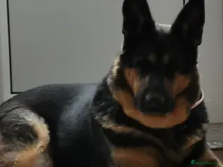 German Shepherd dogs German Shepherd Working line puppies in Falmouth - Advert 9