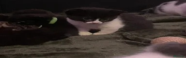 Mixed Breed Kitten 3