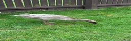 Ducks poultry for sale: 3 x female runner ducks and coop- good home Only in Bridgwater - Advert 7