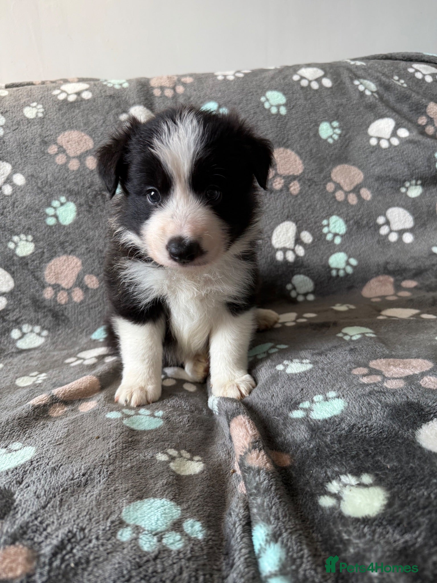 Border Collie dogs 1 stunning traditional long coated boy  - Advert 1