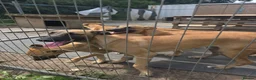 Belgian Shepherd Dog dogs for sale: Belgian Malinois puppies - 6 months old in Tonbridge - Advert 5
