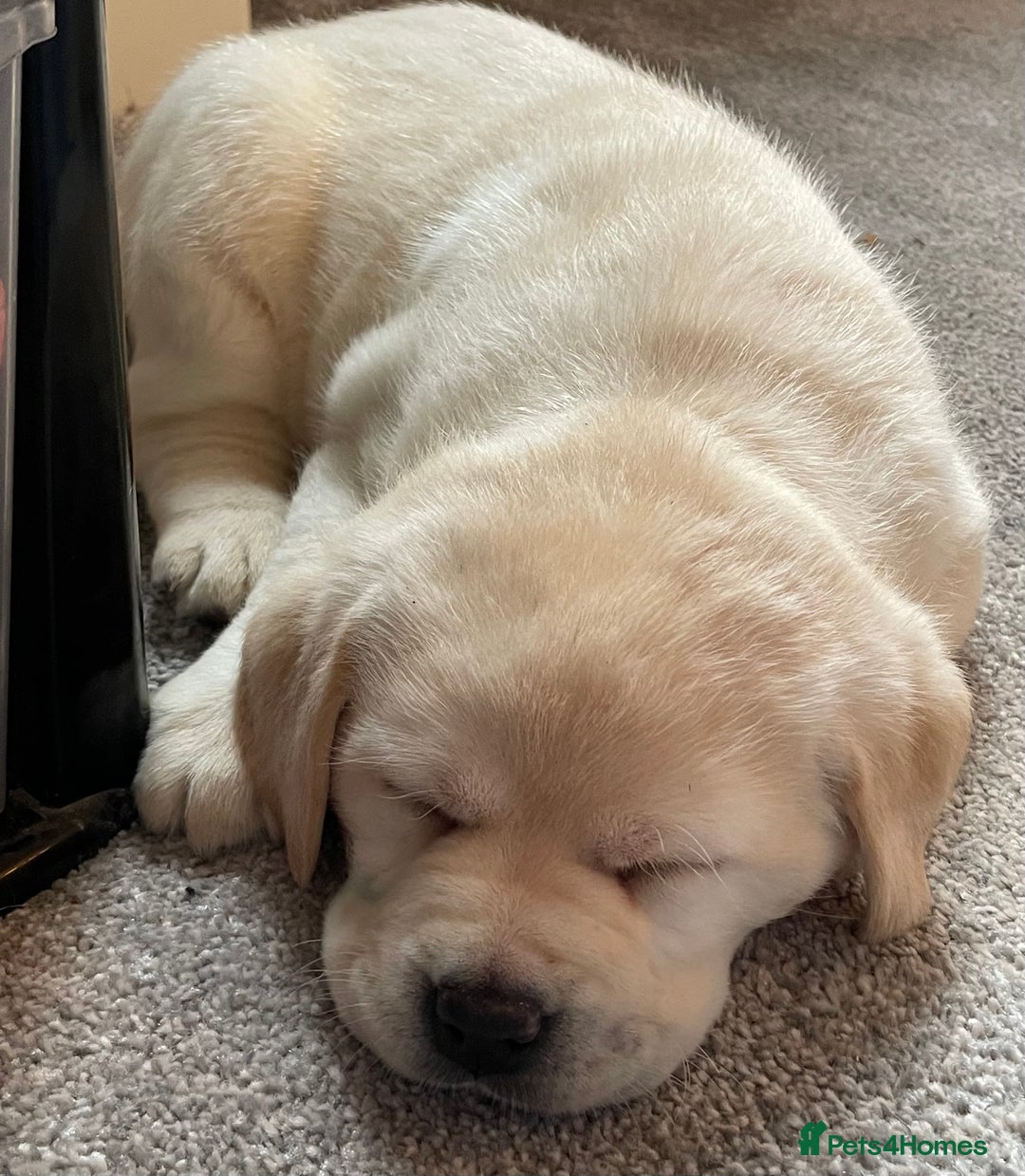 Labrador Retriever dogs for sale: READY NOW - Beautiful Show Type Labrador Puppies - Advert 7