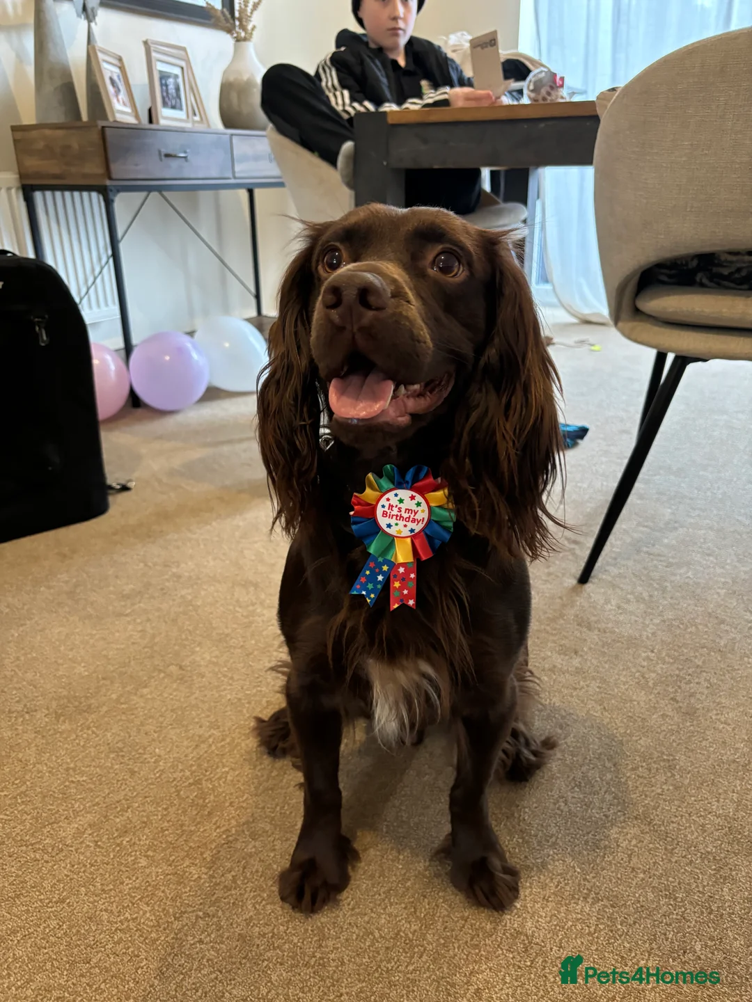 Sprocker dogs for stud: Sprocker for stud in Stafford - Advert 3