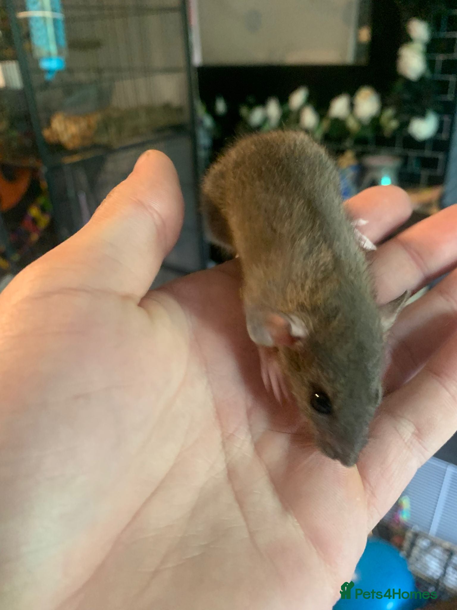 Rat rodents Dumbo Dwarf Rats - Advert 14