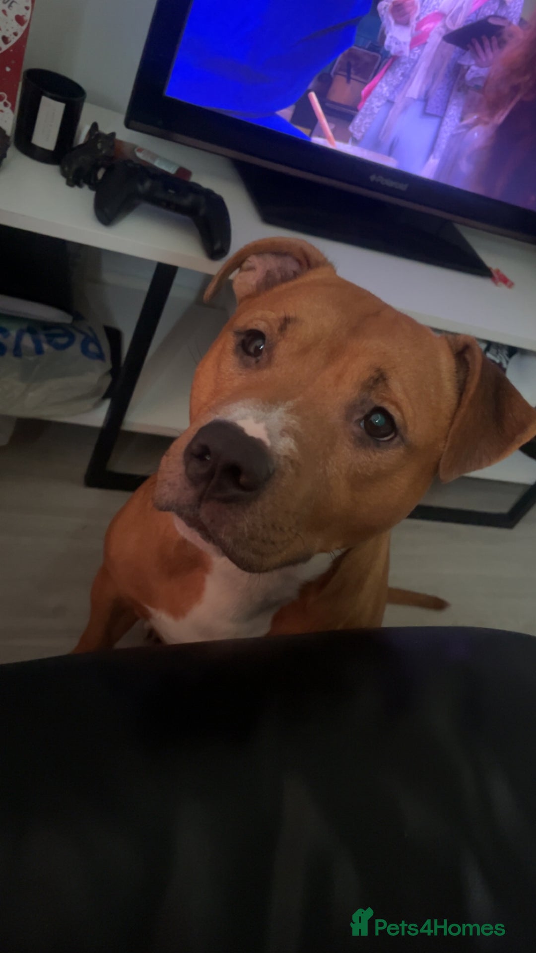 Staffordshire Bull Terrier dogs for stud: Staffordshire bull terrier for stud  - Image 1