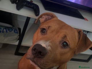 Staffordshire Bull Terrier dogs - Advert 20