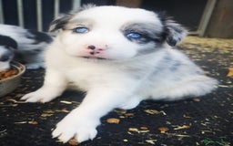 Border Collie dogs for sale: Beautiful Fluffy Collie Puppies  - Image 14