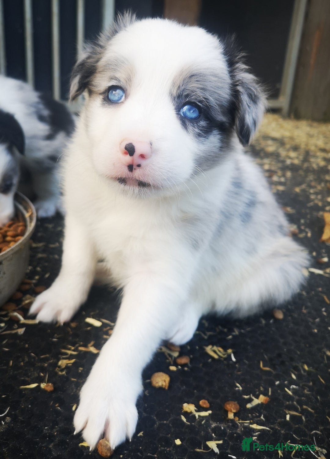 Border Collie dogs for sale: Beautiful Fluffy Collie Puppies  - Image 14