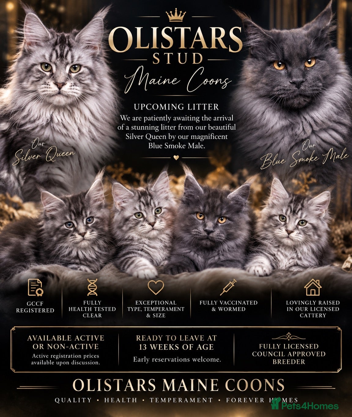Maine Coon cats for sale: EXCITING LITTER ANNOUNCEMENT MAINE COONS** ✨🐾 - Advert 4