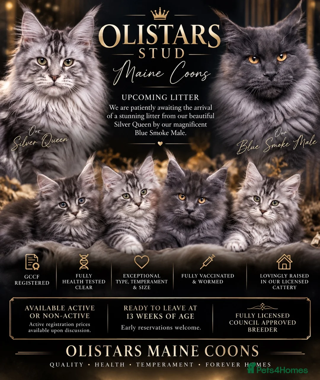 Maine Coon cats for sale: EXCITING LITTER ANNOUNCEMENT MAINE COONS** ✨🐾 - Advert 1