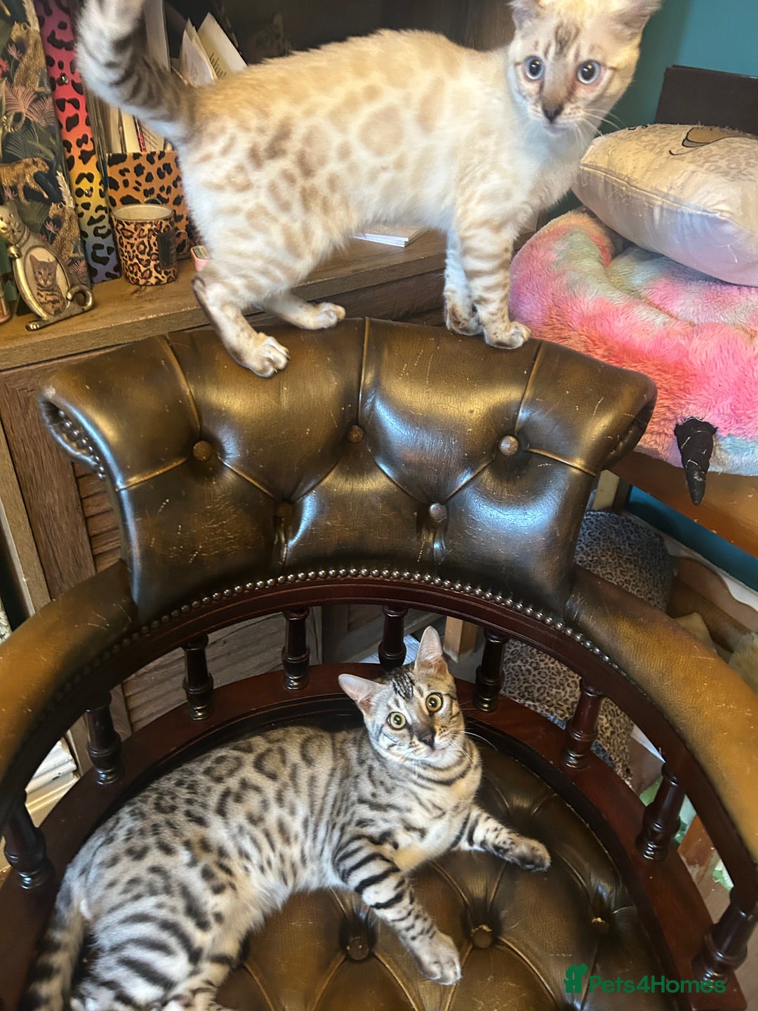 Bengal cats for sale: Unbelievably friendly TICA reg kittens  - Image 20