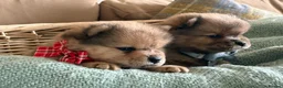 Mixed Breed dogs for sale: Micro chow chows, Mini teddy bears!! - Advert 11