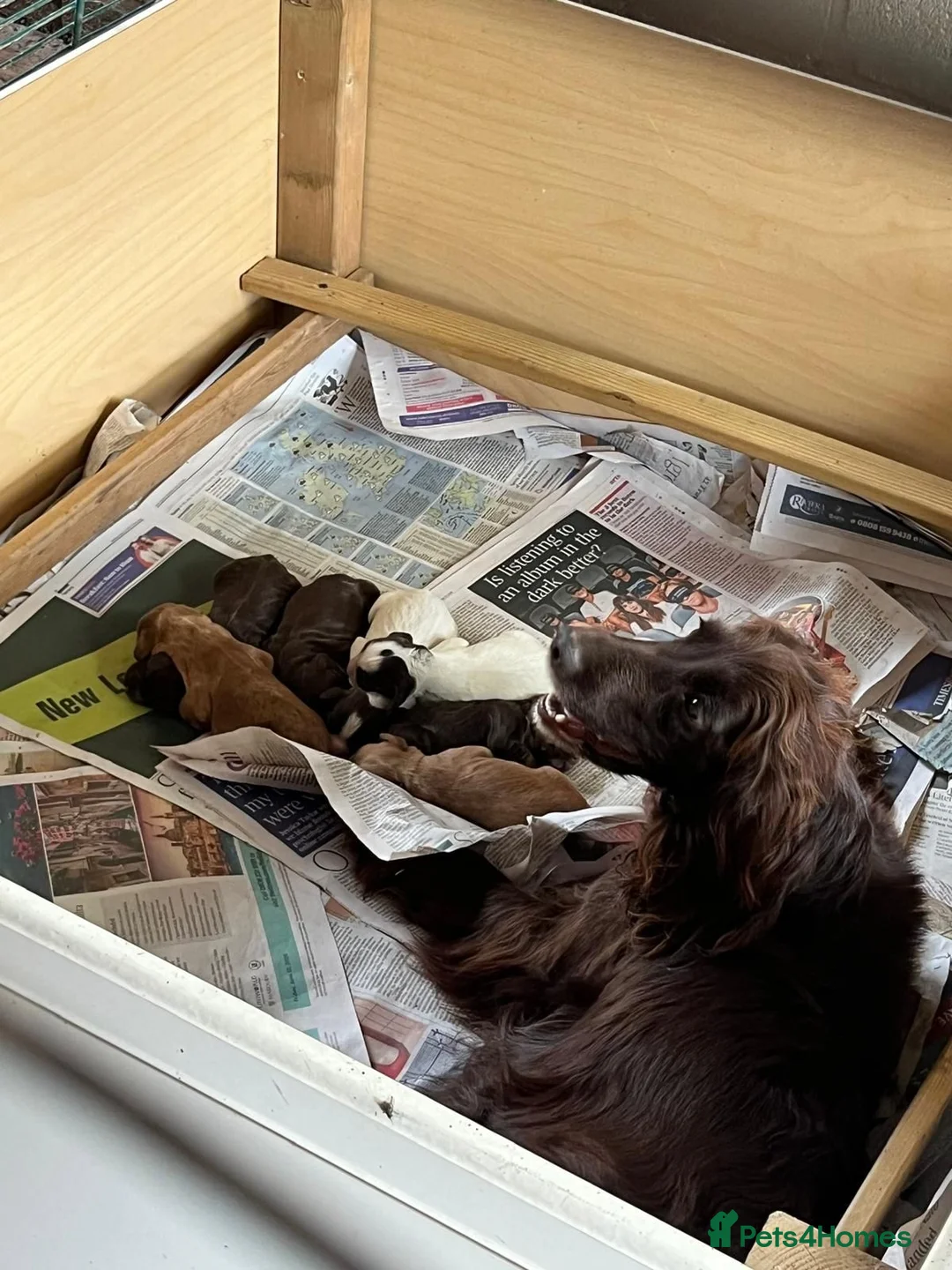 Cocker Spaniel dogs for sale: Outstanding Working Cocker Spaniel pups for sale in Stoke-on-Trent - Advert 2