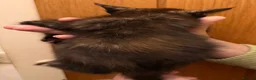 Maine Coon cats for sale: Gorgeous Maine Coon kittens looking for homes - Advert 23