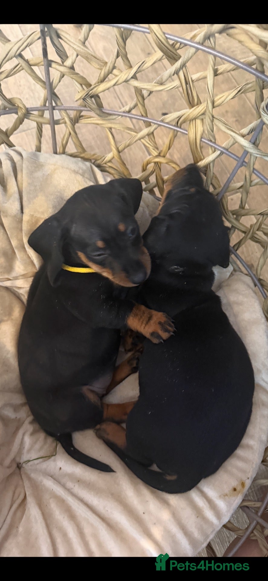 Dachshund dogs 🐾 STUNNING DACHSHUND PUPPIES 🏡💕  - Advert 2