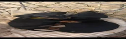 Dachshund dogs for sale: 🐾 STUNNING DACHSHUND PUPPIES 🏡💕  - Advert 2