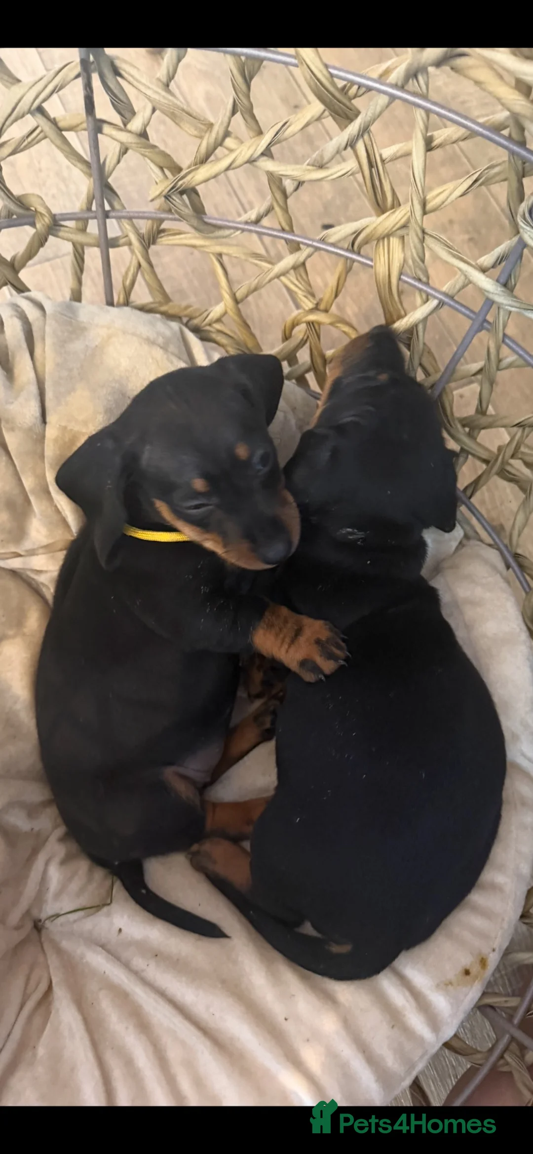 Dachshund dogs for sale: 🐾 STUNNING DACHSHUND PUPPIES 🏡💕  - Advert 2