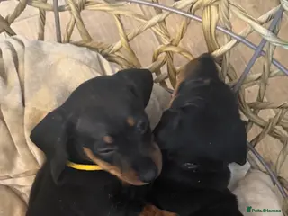 Dachshund dogs 🐾 STUNNING DACHSHUND PUPPIES 🏡💕 - Advert 2