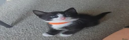 Mixed Breed cats for sale: Gorgeous tuxedo kittens READY TO GO - Advert 6