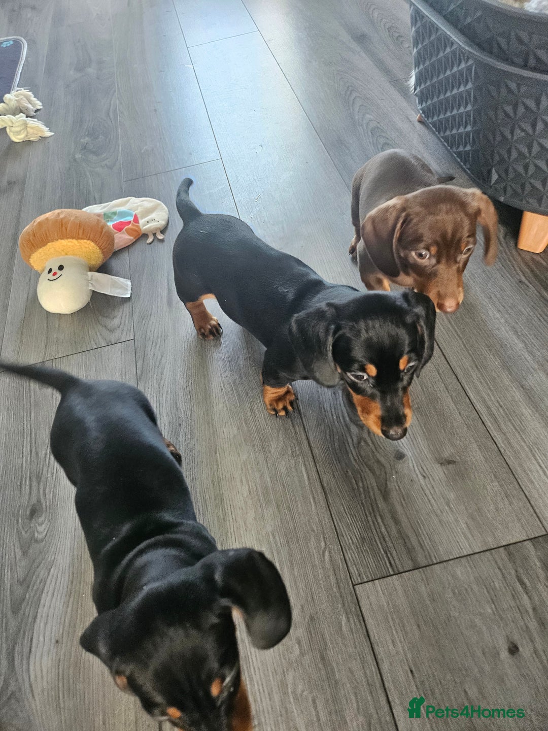 Dachshund dogs for sale: Last little dachshund girl - Image 2