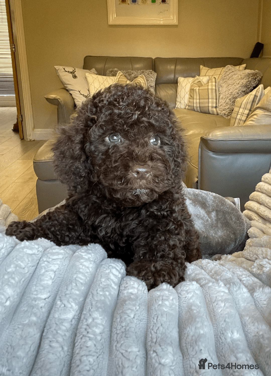 Cockapoo dogs for sale: F1b Toy Cockapoo puppy - Advert 19