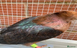 Pigeons birds for sale: Baby Archangel Pigeon - Advert 3