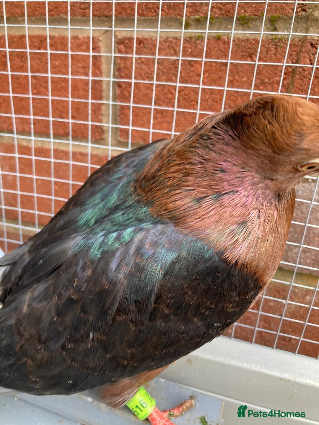 Pigeons birds for sale: Baby Archangel Pigeon - Advert 3