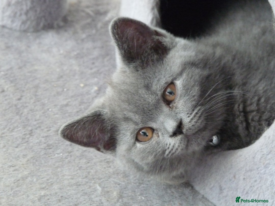 British Shorthair cats for sale: britsh short hair kittens  in Orpington - Image 11