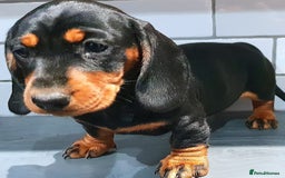 Dachshund dogs for sale: BLE TAN & BLACK TAN MINI DAX'S AVAILABLE  - Image 9