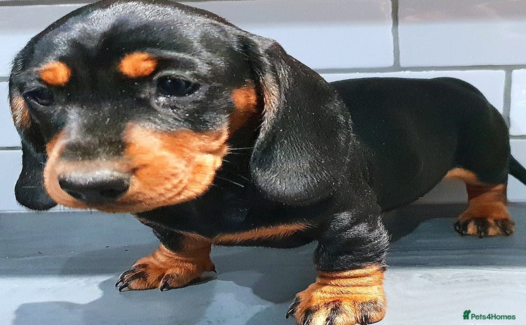 Dachshund dogs - Advert 11