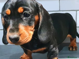 Dachshund dogs - Advert 5