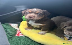 Olde English Bulldogge dogs for sale: READY NOW ✨ FLUFFY OLDE ENGLISH BULLDOGS  - Image 6