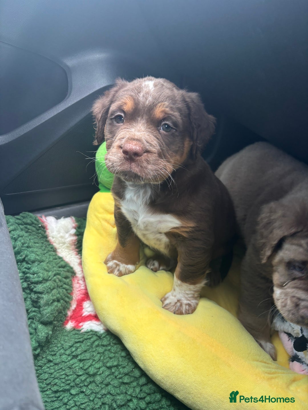 Olde English Bulldogge dogs for sale: READY NOW ✨ FLUFFY OLDE ENGLISH BULLDOGS  - Image 6