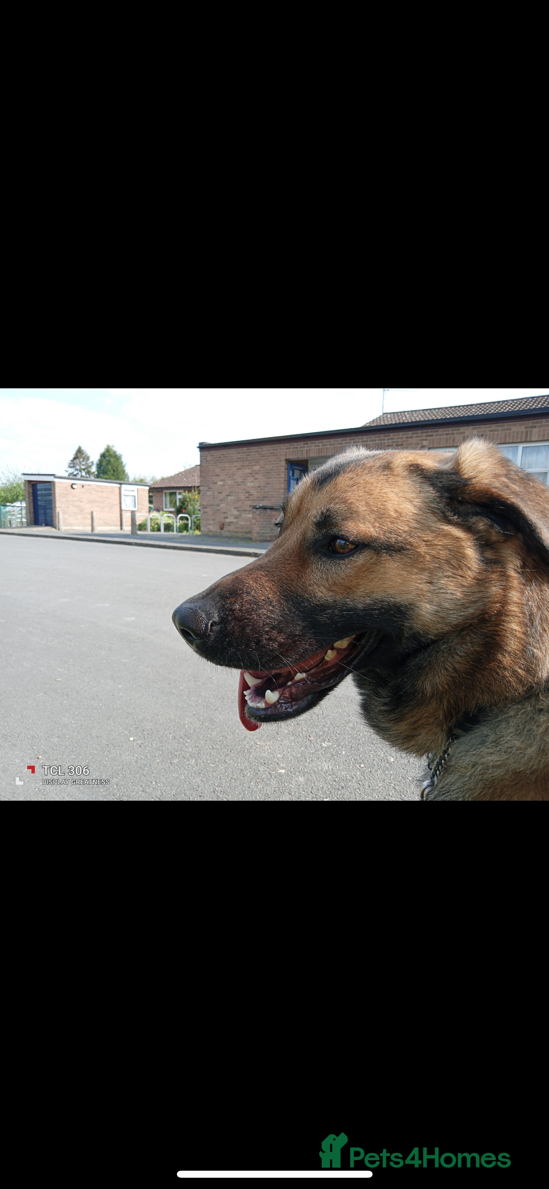 Australian Shepherd dogs for sale: Male Australian Shepherd  - Advert 2