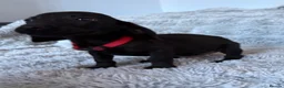 Mixed Breed dogs for sale: Miniature dachshund cross lab (dashadors)  - Advert 21