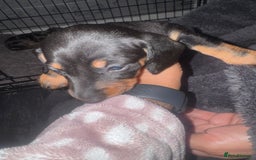 Dachshund dogs for sale: Ready to leave last 4 available  - Image 3