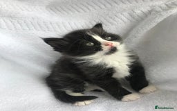 Ragdoll cats for sale: Long haired ragdoll cross mackerel tabby kittens  - Image 5